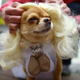 Illustration for article titled The Absolute Cutest Dog Cosplay of All Time